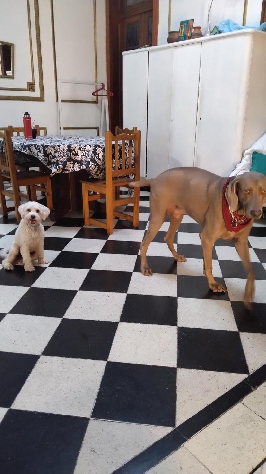 Dante Y Compania Pansiyon Buenos Aires Dış mekan fotoğraf