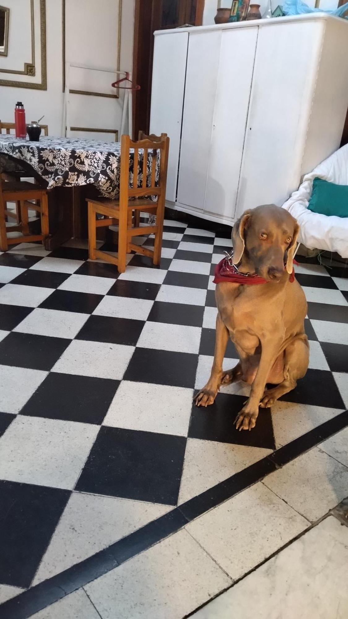 Dante Y Compania Pansiyon Buenos Aires Dış mekan fotoğraf